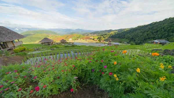 Terraços Arroz Paddy Com Flores Reflexão Água Campos Agrícolas Verdes — Fotografia de Stock