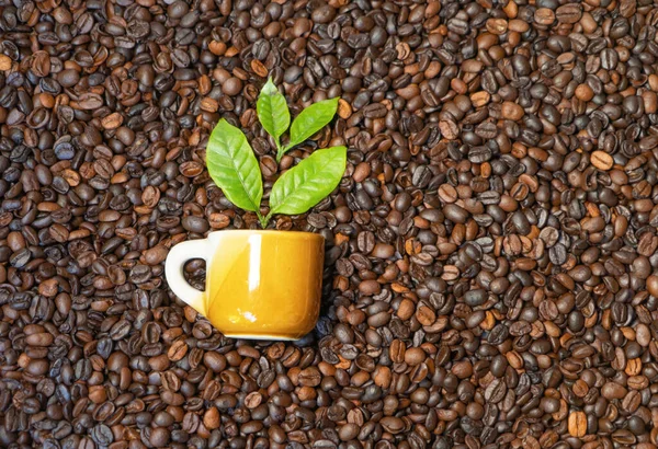 Palone Ziarna Kawy Wzór Tła Tekstury Surowiec Spożywczy — Zdjęcie stockowe