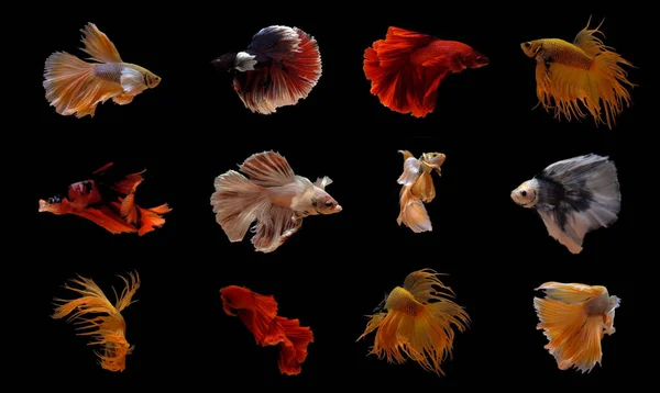 Set Betta Fish Siamese Fighting Fish Dancing Isolated Black Background — Stock Photo, Image