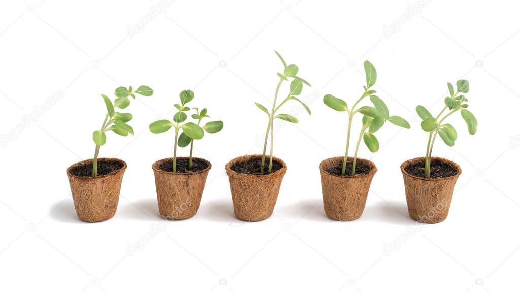 Sunflowers seedling growing in a pot with soil. Plants trees germination isolated on white background.