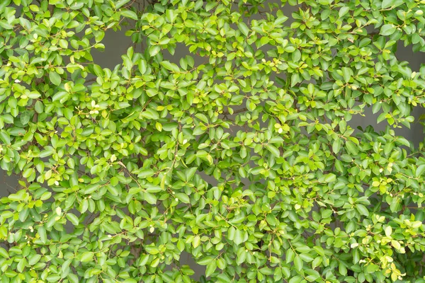 Jardín Vertical Exuberante Textura Superficie Del Patrón Pared Hierba Verde —  Fotos de Stock