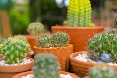 Ev bahçesindeki kil çömlek kabında kaktüs seti. Ağaç dikin. Süs ve dekorasyon.