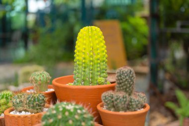 Ev bahçesindeki kil çömlek kabında kaktüs seti. Ağaç dikin. Süs ve dekorasyon.