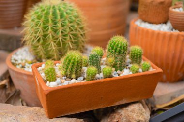 Ev bahçesindeki kil çömlek kabında kaktüs seti. Ağaç dikin. Süs ve dekorasyon.