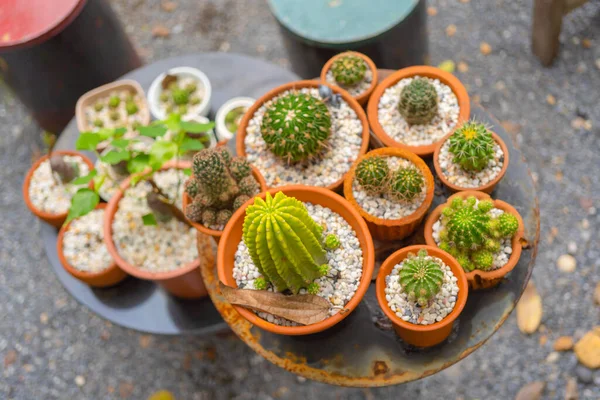 Ensemble Cactus Pot Argile Dans Jardin Maison Planter Des Arbres — Photo