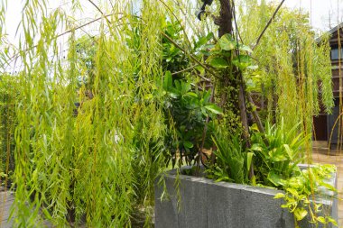 Bahçe desenli yüzey dokusunda yeşil sebze yaprakları. Dekorasyon arka planı için dış doğal malzemelerin yakın plan görüntüsü