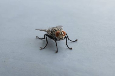 Gri arka planda kanatları ve bacakları olan bir sineğe yaklaş. Siyah bir böcek, hayvan böceği..