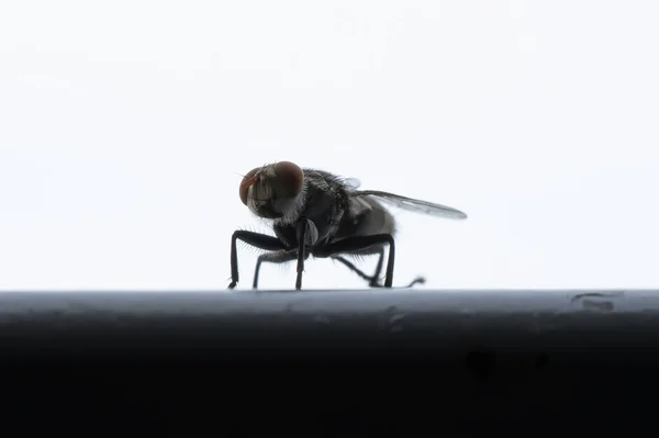 Close up of a fly with wings and legs isolated on white background. A black insect, Animal bug.