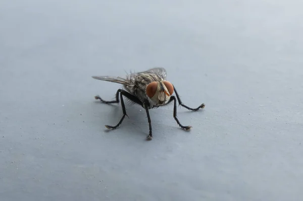 Close up of a fly with wings and legs isolated on grey background. A black insect, Animal bug.