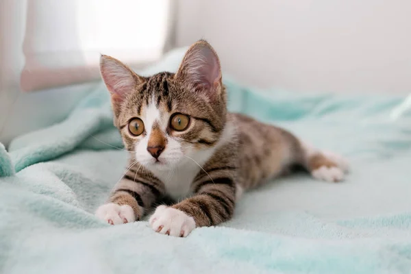 Klein Wit Tabby Kitten Met Groene Ogen Ligt Een Blauwe — Stockfoto
