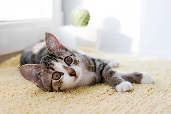 Portret Van Kleine Witte Tabby Kitten Met Groene Ogen Ligt — Stockfoto