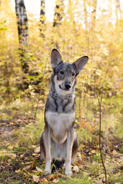 Brauner Und Weißer Kurzhaariger Mischlingshund Sitzt Auf Herbstgras Und Laub — Stockfoto