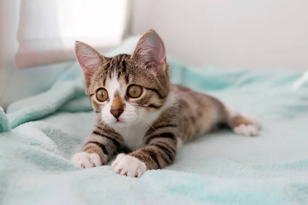 Klein Wit Tabby Kitten Met Groene Ogen Ligt Een Blauwe Rechtenvrije Stockfoto's