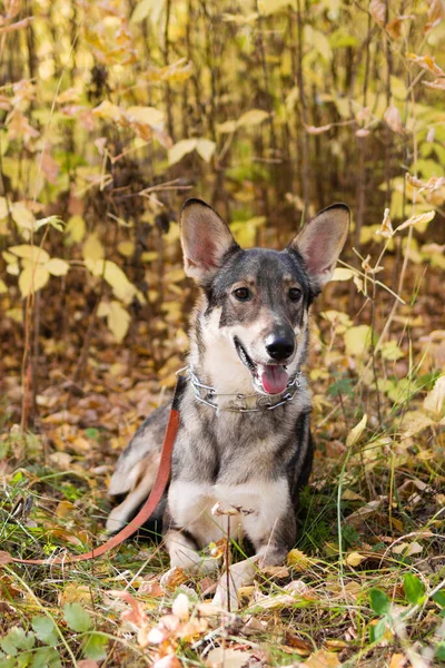 Portrait Des Braunen Und Weißen Kurzhaarigen Mischlingshundes Sitzt Auf Herbstgras — Stockfoto