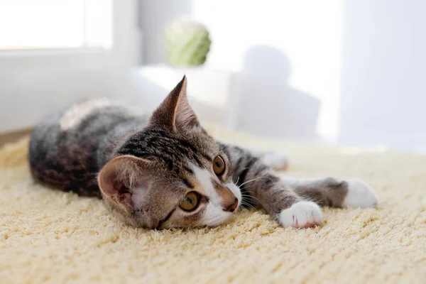 Klein Wit Tabby Kitten Met Groene Ogen Ligt Gele Deken — Stockfoto