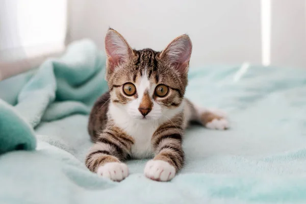 Klein Wit Tabby Kitten Met Groene Ogen Ligt Een Blauwe Stockfoto