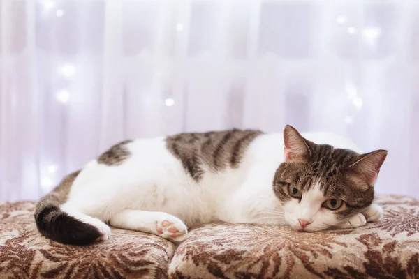 Beau Chat Blanc Tabby Aux Yeux Verts Est Couché Sur — Photo