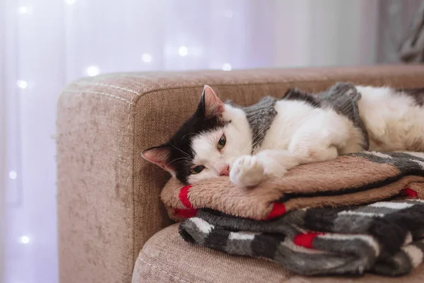 Chat Noir Blanc Tricot Pull Gris Est Couché Sur Canapé — Photo