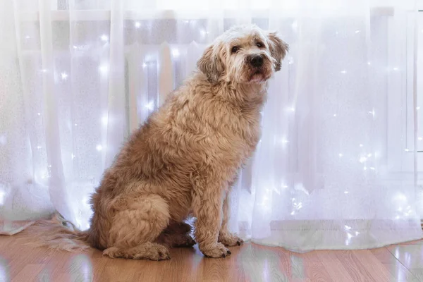 長い髪の南ロシアの羊飼いの犬の家では 白いカーテンの背景に照明と床に座っている — ストック写真