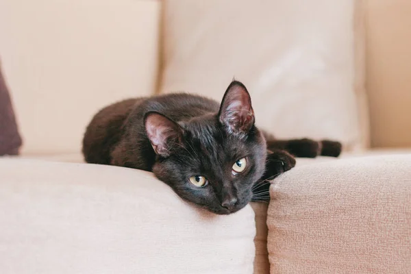 Petit Chaton Noir Adorable Repose Sur Canapé Beige — Photo