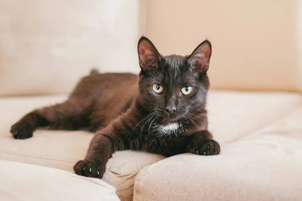 Pequeño Adorable Negro Gatito Acostado Beige Sofá —  Fotos de Stock