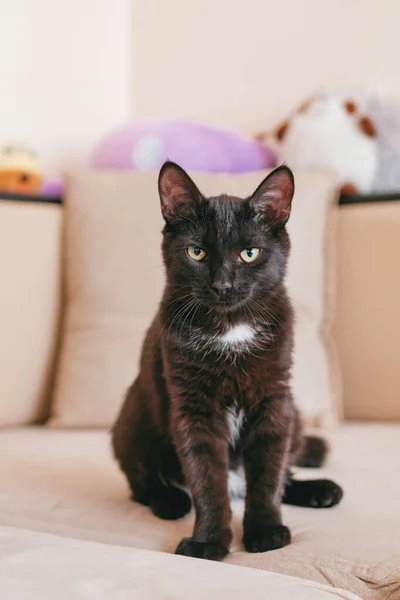 Pequeno Gatinho Preto Adorável Está Sentado Sofá Bege Com Brinquedos — Fotografia de Stock