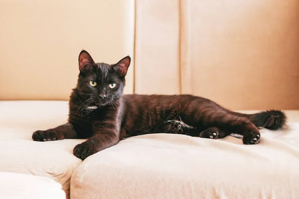 Hermoso Gato Blanco Negro Con Boca Abierta Está Acostado Sofá —  Fotos de Stock