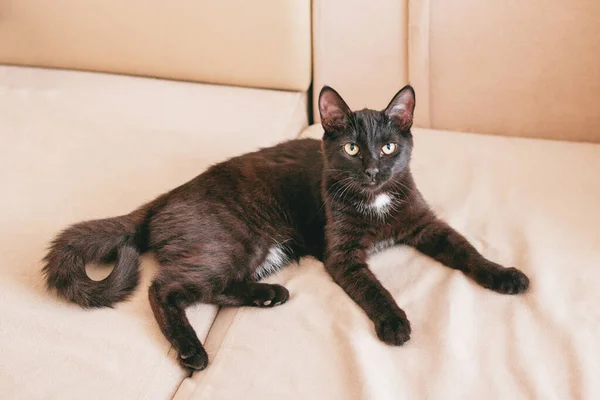 Pequeño Adorable Negro Gatito Acostado Beige Sofá —  Fotos de Stock