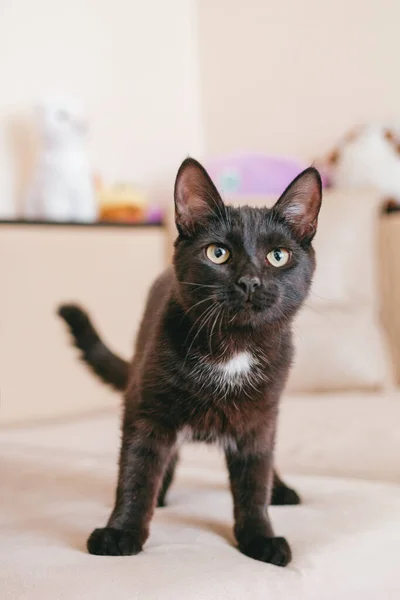 Pequeño Adorable Negro Gatito Sentado Beige Sofá Con Peluche Juguetes —  Fotos de Stock