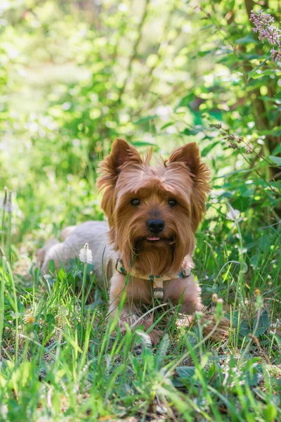 Porträt Eines Niedlichen Yorkshire Terrier Hundes Sommerlichen Laub Mit Blumen — Stockfoto