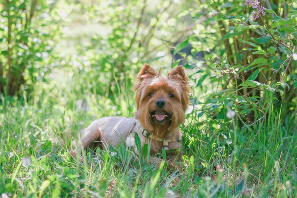 Yorkshire Terrier Hund Liegt Grünen Gras Mit Sommerblumen — Stockfoto