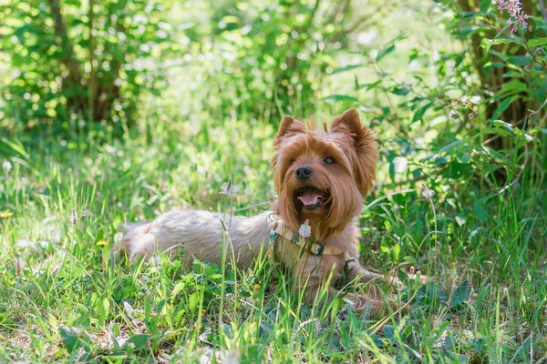 Yorkshire Terrier Hund Liegt Grünen Gras Mit Sommerblumen — Stockfoto