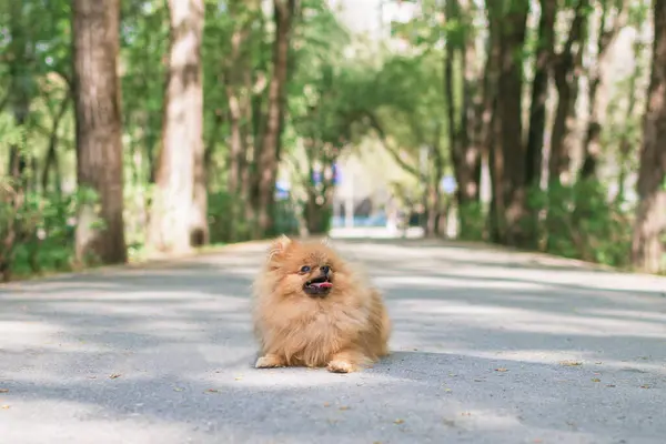 夏の公園でかわいいオレンジ色のポメラニア犬の肖像画 ポメラニア スピッツが散歩中 — ストック写真