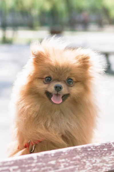 Portrait Adorable Smiling Orange Pomeranian Dog Summer Walk — Stock Photo, Image