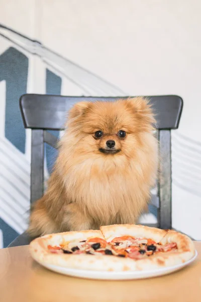 ポメラニアン スピッツはピザとカフェに座っている 概念のためのジャンクフード 犬に優しいカフェ — ストック写真