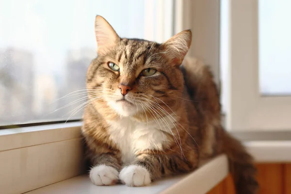 Adorable Short Haired Brown Tabby Cat Green Eyes Resting Morning — Stock Photo, Image