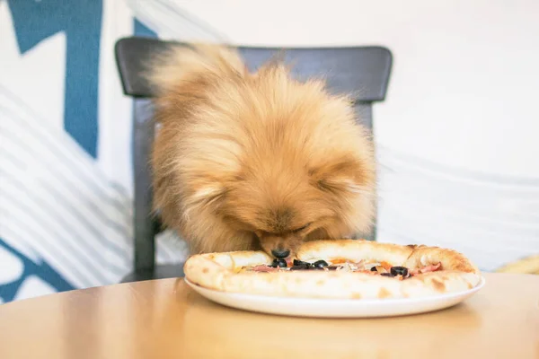 Pequeño Pomeranian Spitz Naranja Está Sentado Cafetería Perro Comiendo Pizza Fotos de stock libres de derechos