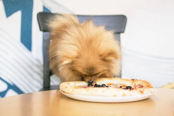 Klein Oranje Pommerse Spitz Zit Café Hond Die Pizza Eet Rechtenvrije Stockfoto's