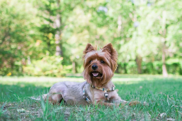 かわいいミニチュアヨークシャーテリア犬は夏の公園の背景に緑の芝生に横たわっています — ストック写真