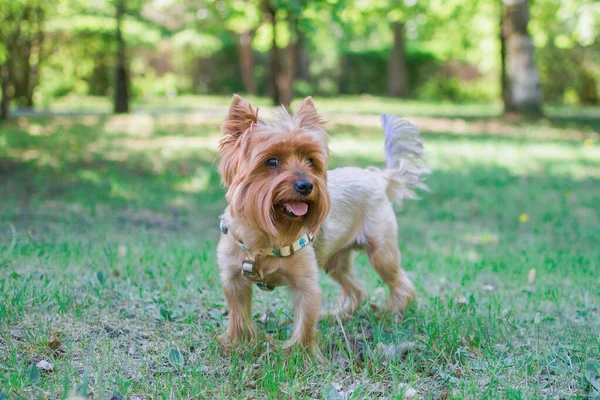 Yorkshire Terrier Hund Läuft Auf Dem Rasen Sommerpark — Stockfoto