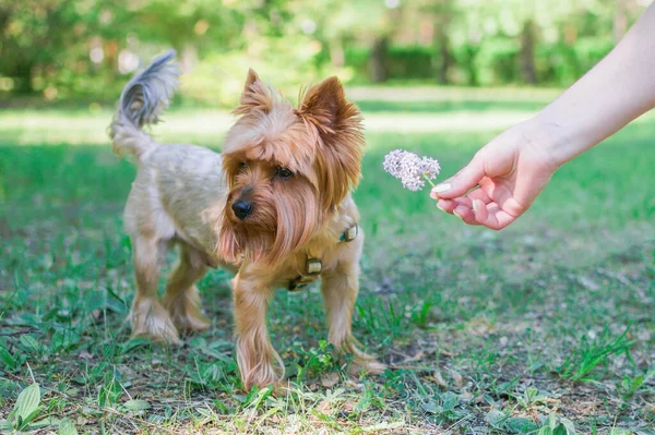 Niedliche Schöne Hündin Von Yorkshire Terrier Auf Dem Spaziergang Park — Stockfoto