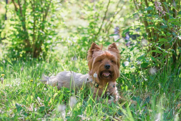 Yorkshire Terrier Hund Liegt Grünen Gras Und Verdreht Die Augen — Stockfoto