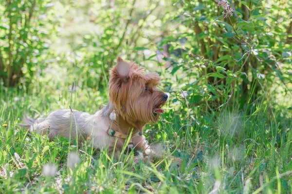 Yorkshire Terrier Dog Βρίσκεται Στο Πράσινο Γρασίδι Καλοκαίρι Vibes Λουλούδια — Φωτογραφία Αρχείου