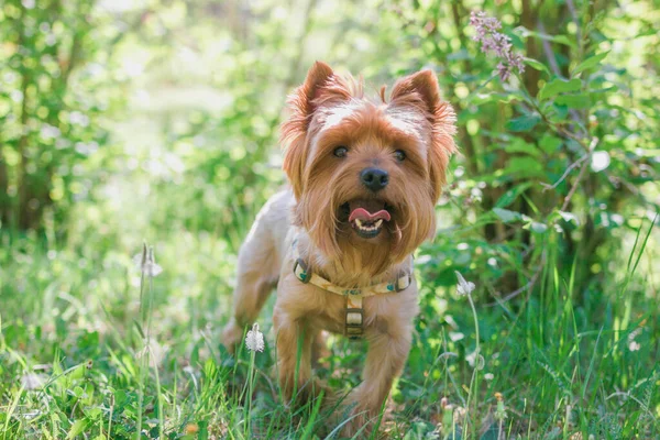 Miniatur Yorkshire Terrier Hund Sommerlichen Laub Mit Blüten Sommerliche Stimmung — Stockfoto