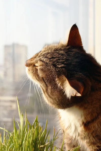 Portrait Brown White Tabby Cat Window Pet Grass — Stock Photo, Image