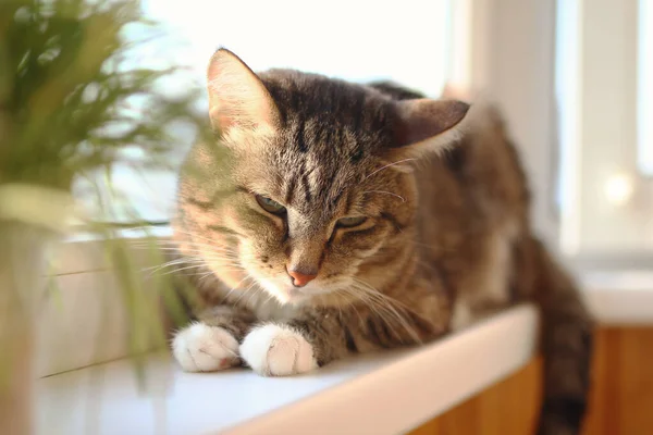 緑の目をした愛らしい短い髪の茶色のタビー猫は 植物を鍋に近い窓辺の朝に休んでいます — ストック写真