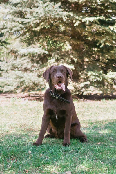 夏の公園を散歩中のチョコレートラブラドールレトリバー犬の肖像画 — ストック写真