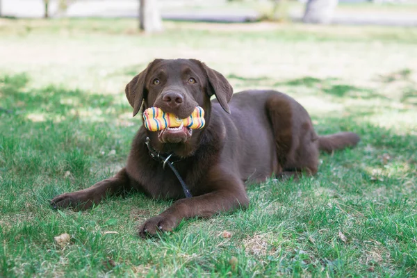 Čokoládový Labrador Retrívr Pes Hraje Hračkou Trávě — Stock fotografie