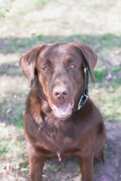 夏の公園を歩く上でチョコレートラブラドールレトリバー犬の肖像画を閉じます — ストック写真