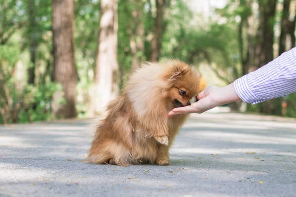 Karmienie Psa Ręką Właściciela Pomorski Spitz Dog Spacerze Latem — Zdjęcie stockowe